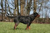 ROTTWEILER 559